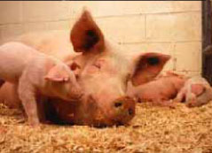 swine image 2.jpg